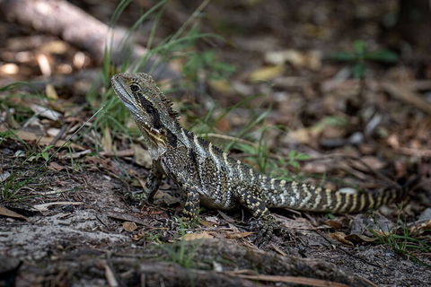Cape Byron Aboriginal Tour - Attractions Perth 3