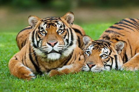 The Ultimate Gold Coast Attractions Pass - Attractions Perth 2