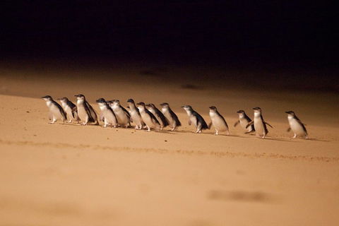 Great Ocean Road & Phillip Island Overnight Tour - Attractions Perth 2