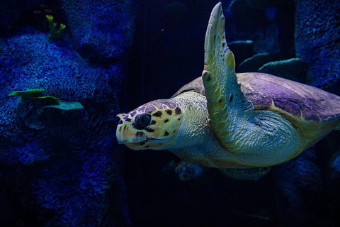Sydney Attractions Pass: SEA LIFE Aquarium, Sydney Tower Eye, WILD LIFE Zoo And Madame Tussauds - Attractions Perth 1