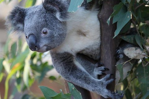 Sydney Attractions Pass: SEA LIFE Aquarium, Sydney Tower Eye, WILD LIFE Zoo And Madame Tussauds - Attractions Perth 2