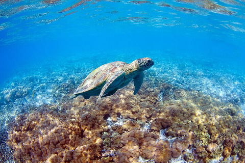 Great Barrier Reef Day Cruise To Reefworld - Attractions Perth 5