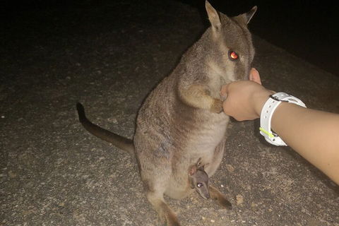 Private Tour To Paronella Park, Historic Village Herberton And Wild Life Wallaby - Attractions Perth 0