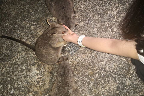 Private Tour To Paronella Park, Historic Village Herberton And Wild Life Wallaby - Attractions Perth 4