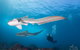 3-Hour Byron Bay Certified Scuba Diving Tour - thumb 3