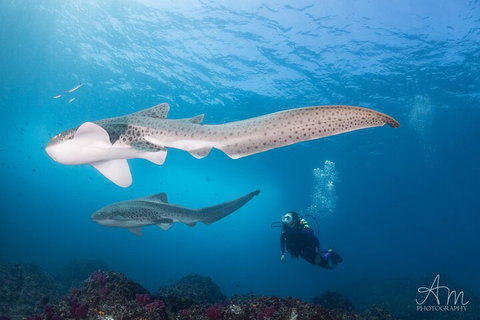 3-Hour Byron Bay Certified Scuba Diving Tour - Attractions Perth 3
