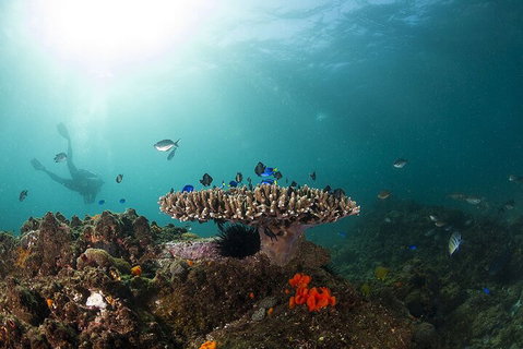 3-Hour Byron Bay Certified Scuba Diving Tour - Attractions Perth 4