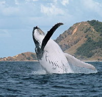 Byron Bay Whale Watching Cruise - Attractions Perth