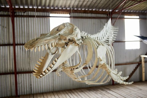 Albany's Whale Story - Attractions Perth 3