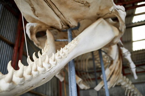 Albany's Whale Story - Attractions Perth 5