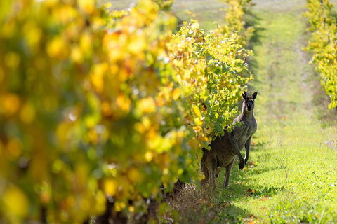 Margaret River 3 Day Escape - Attractions Perth 4