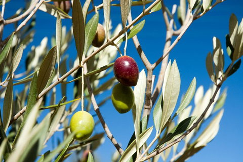 Fine Flavours - Full Day Kangaroo Island Food & Wine Tour - Attractions Perth 4
