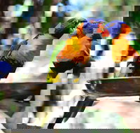 Wildlife Habitat Port Douglas - Attractions Perth