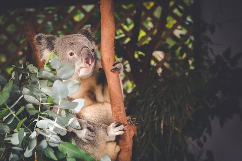 Small-Group Blue Mountains Day Trip From Sydney With Wildlife Park - Attractions Perth 2