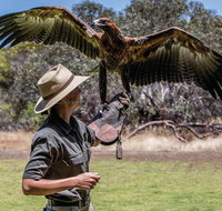 One Day Kangaroo Island Sip  See tour with return ferry transfers from Adelaide - Attractions Perth