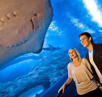 Dive with Sharks at AQWA - Attractions Perth