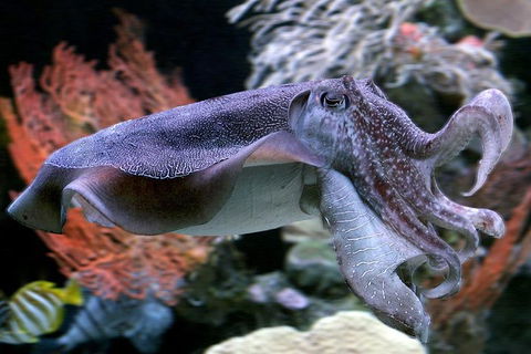 Dive With Sharks At AQWA - Attractions Perth 1