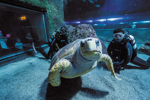 Dive With Sharks At AQWA - Attractions Perth 2