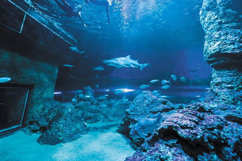 Dive With Sharks At AQWA - Attractions Perth 3