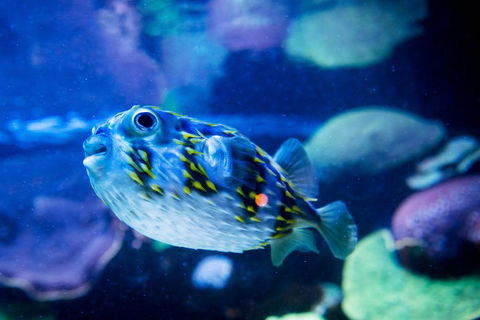Dive With Sharks At AQWA - Attractions Perth 4