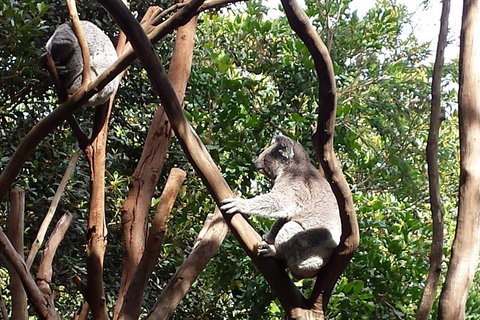 Small-Group Blue Mountains Tour With Bush Walks And Featherdale Wildlife Park - Attractions Perth 5
