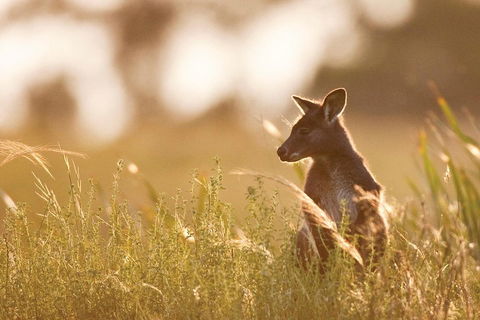 Blue Mountains Day Tour With Wildlife At Sunset From Sydney - Attractions Perth 2