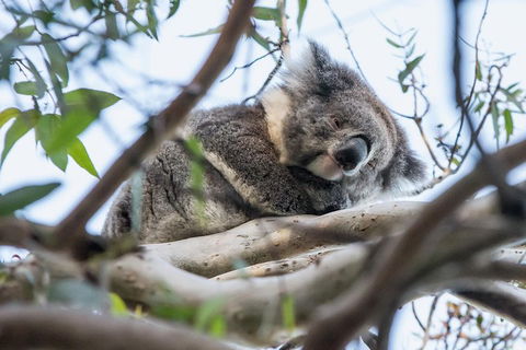 Great Ocean Road And Grampians 2 Day Short Break Escape From Melbourne - Attractions Perth 2