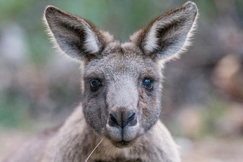 Great Ocean Road And Grampians 2 Day Short Break Escape From Melbourne - Attractions Perth 4