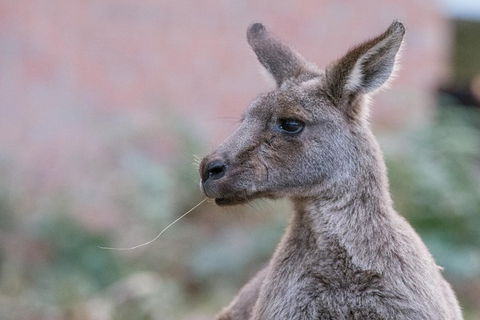 Grampians National Park With Kangaroos And MacKenzie Falls From Melbourne - Attractions Perth 0
