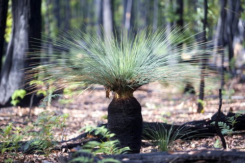 Grampians National Park With Kangaroos And MacKenzie Falls From Melbourne - Attractions Perth 5