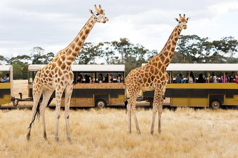 Werribee Open Range Zoo General Admission Ticket - Attractions Perth 2