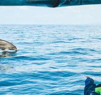 Cruise with Dolphins in Byron Bay - Attractions Perth