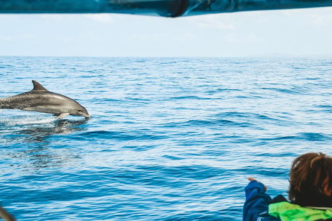 Cruise With Dolphins In Byron Bay - Attractions Perth 0