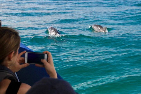 Cruise With Dolphins In Byron Bay - Attractions Perth 1