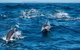 Cruise With Dolphins In Byron Bay - thumb 2