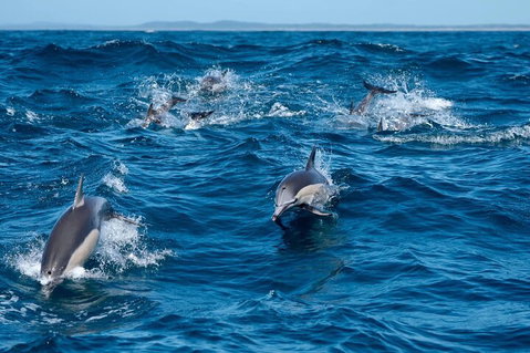 Cruise With Dolphins In Byron Bay - Attractions Perth 2