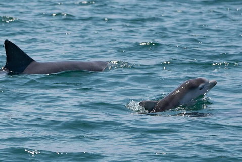 Cruise With Dolphins In Byron Bay - Attractions Perth 5