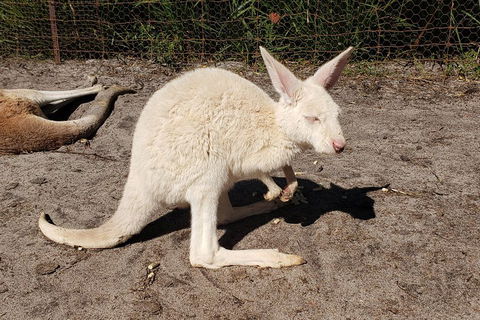 Very Best Of Perth Tour - Wildlife Park & City Highlights Tour - Attractions Perth 3