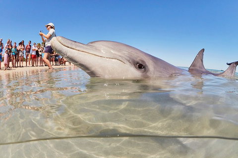 7-Day Exmouth Explorer Via Pinnacles Monkey Mia Ningaloo Reef Returning To Perth - Attractions Perth 1