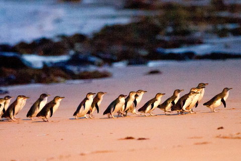 Small-Group Phillip Island Day Trip From Melbourne With Penguin Plus Viewing - Attractions Perth 4