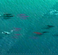 40-45 Minute Port Stephens and Stockton Beach Helicopter Flight - For 2 - Attractions Perth