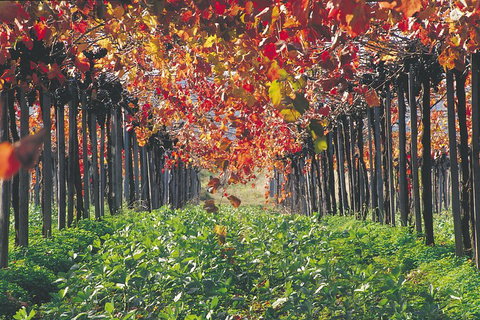 Margaret River Private Tour - Attractions Perth 0