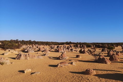 Pinnacles Day Trip From Perth Including Yanchep National Park - Attractions Perth 3