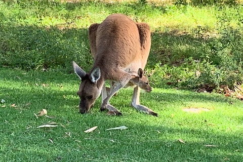 Pinnacles Day Trip From Perth Including Yanchep National Park - Attractions Perth 4