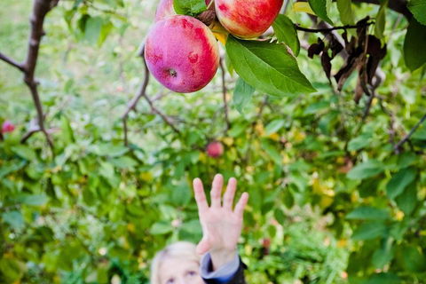 Perth Hills - Wildlife, Art & Gastronomy - Attractions Perth 1