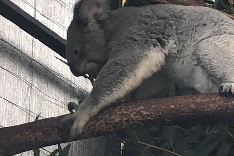 Perth Hills - Wildlife, Art & Gastronomy - Attractions Perth 3