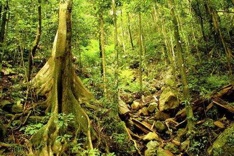 Barron Gorge And Kuranda National Park Half Day Rainforest And Waterfall 4WD Tour From Cairns - Attractions Perth 4