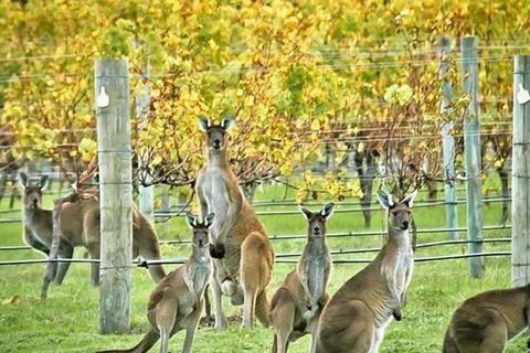 Margaret River Indulge And Discover Day Tour - Attractions Perth 0