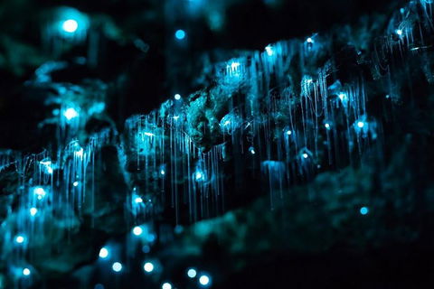 Hinterland Magic & Glow-worm Experience - Attractions Perth 1