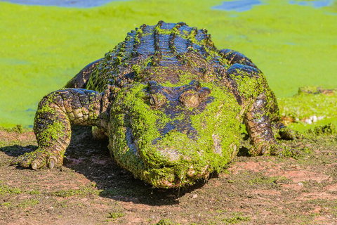 3 In 1 Tour: Matsoâ€™s Brewery, Broome Museum & Malcolm Douglas Crocodile Park - Attractions Perth 4